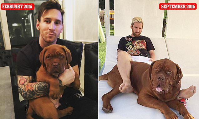 Messi Ngaso Lantaran Cedera dengan Anjing Bongsornya